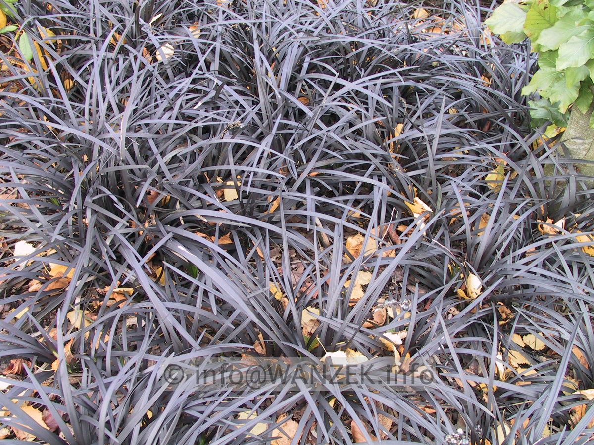 Ophiopogon planiscapus Nigrescens 05.JPG